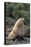 Antarctic Fur Seal-DLILLC-Stretched Canvas