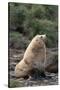 Antarctic Fur Seal-DLILLC-Stretched Canvas