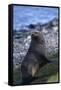 Antarctic Fur Seal-DLILLC-Framed Stretched Canvas