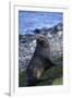 Antarctic Fur Seal-DLILLC-Framed Premium Photographic Print