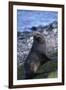 Antarctic Fur Seal-DLILLC-Framed Premium Photographic Print