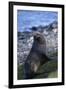 Antarctic Fur Seal-DLILLC-Framed Premium Photographic Print