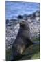 Antarctic Fur Seal-DLILLC-Mounted Premium Photographic Print