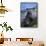 Antarctic Fur Seal-DLILLC-Framed Stretched Canvas displayed on a wall