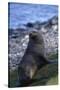 Antarctic Fur Seal-DLILLC-Stretched Canvas