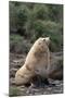 Antarctic Fur Seal-DLILLC-Mounted Photographic Print