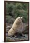 Antarctic Fur Seal-DLILLC-Framed Photographic Print