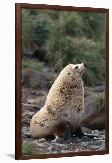 Antarctic Fur Seal-DLILLC-Framed Photographic Print