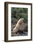 Antarctic Fur Seal-DLILLC-Framed Photographic Print