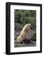 Antarctic Fur Seal-DLILLC-Framed Photographic Print