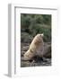 Antarctic Fur Seal-DLILLC-Framed Photographic Print