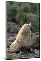 Antarctic Fur Seal-DLILLC-Mounted Photographic Print