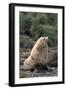 Antarctic Fur Seal-DLILLC-Framed Photographic Print