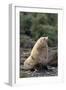 Antarctic Fur Seal-DLILLC-Framed Photographic Print