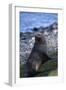 Antarctic Fur Seal-DLILLC-Framed Photographic Print