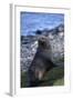 Antarctic Fur Seal-DLILLC-Framed Photographic Print