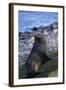 Antarctic Fur Seal-DLILLC-Framed Photographic Print