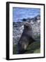 Antarctic Fur Seal-DLILLC-Framed Photographic Print