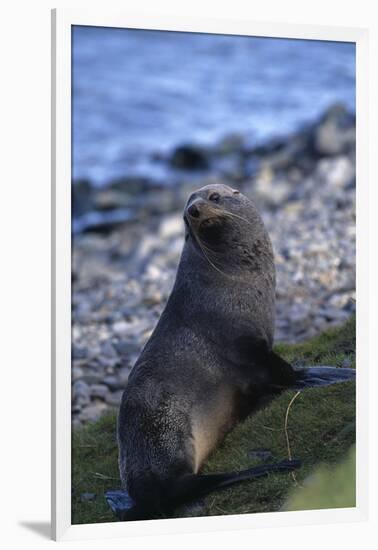 Antarctic Fur Seal-DLILLC-Framed Photographic Print