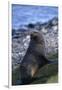 Antarctic Fur Seal-DLILLC-Framed Photographic Print