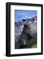 Antarctic Fur Seal-DLILLC-Framed Photographic Print