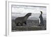 Antarctic Fur Seal-null-Framed Photographic Print