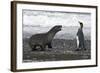 Antarctic Fur Seal-null-Framed Photographic Print
