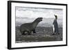 Antarctic Fur Seal-null-Framed Photographic Print