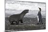 Antarctic Fur Seal-null-Mounted Photographic Print