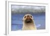 Antarctic Fur Seal-null-Framed Photographic Print