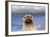 Antarctic Fur Seal-null-Framed Photographic Print