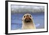 Antarctic Fur Seal-null-Framed Photographic Print