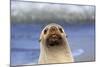 Antarctic Fur Seal-null-Mounted Photographic Print