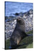Antarctic Fur Seal-DLILLC-Stretched Canvas