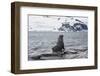 Antarctic fur seals (Arctocephalus gazella) colony, Coronation Island, South Orkney Islands, Antarc-Michael Runkel-Framed Photographic Print