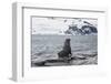 Antarctic fur seals (Arctocephalus gazella) colony, Coronation Island, South Orkney Islands, Antarc-Michael Runkel-Framed Photographic Print