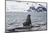 Antarctic fur seals (Arctocephalus gazella) colony, Coronation Island, South Orkney Islands, Antarc-Michael Runkel-Mounted Photographic Print