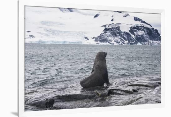 Antarctic fur seals (Arctocephalus gazella) colony, Coronation Island, South Orkney Islands, Antarc-Michael Runkel-Framed Photographic Print