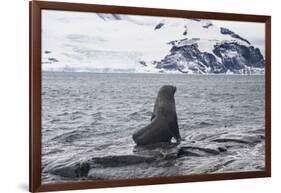 Antarctic fur seals (Arctocephalus gazella) colony, Coronation Island, South Orkney Islands, Antarc-Michael Runkel-Framed Photographic Print