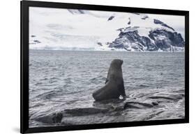 Antarctic fur seals (Arctocephalus gazella) colony, Coronation Island, South Orkney Islands, Antarc-Michael Runkel-Framed Photographic Print