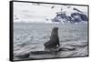 Antarctic fur seals (Arctocephalus gazella) colony, Coronation Island, South Orkney Islands, Antarc-Michael Runkel-Framed Stretched Canvas
