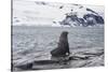 Antarctic fur seals (Arctocephalus gazella) colony, Coronation Island, South Orkney Islands, Antarc-Michael Runkel-Stretched Canvas