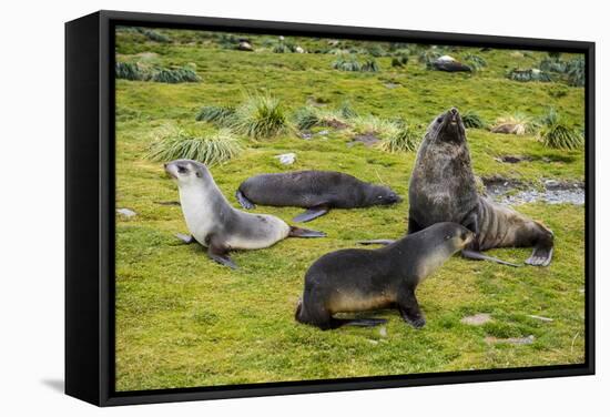 Antarctic fur seals (Arctocephalus gazella), Grytviken, South Georgia, Antarctica-Michael Runkel-Framed Stretched Canvas