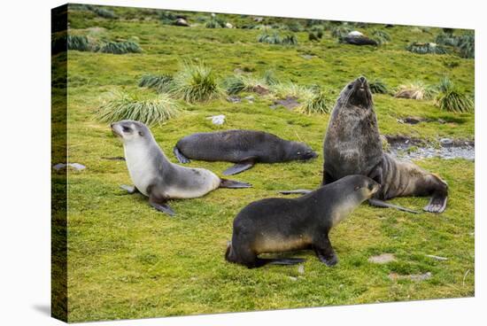 Antarctic fur seals (Arctocephalus gazella), Grytviken, South Georgia, Antarctica-Michael Runkel-Stretched Canvas