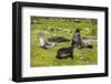 Antarctic fur seals (Arctocephalus gazella), Grytviken, South Georgia, Antarctica-Michael Runkel-Framed Photographic Print