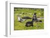 Antarctic fur seals (Arctocephalus gazella), Grytviken, South Georgia, Antarctica-Michael Runkel-Framed Photographic Print