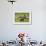 Antarctic fur seals (Arctocephalus gazella), Grytviken, South Georgia, Antarctica-Michael Runkel-Framed Photographic Print displayed on a wall