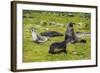 Antarctic fur seals (Arctocephalus gazella), Grytviken, South Georgia, Antarctica-Michael Runkel-Framed Photographic Print