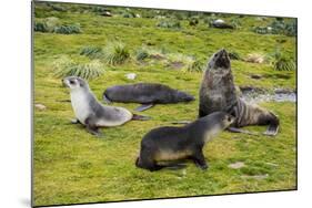 Antarctic fur seals (Arctocephalus gazella), Grytviken, South Georgia, Antarctica-Michael Runkel-Mounted Photographic Print