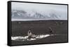 Antarctic fur seals (Arctocephalus gazella) on the beach, Deception Island, Antarctica, Polar Regio-Sergio Pitamitz-Framed Stretched Canvas